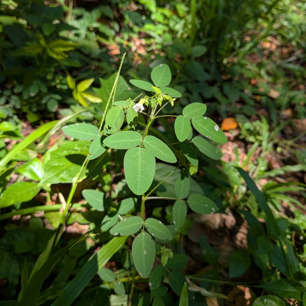 Oxalis barrelieri; photograph (c) Guillaume Delaitre, some rights reserved (CC BY)