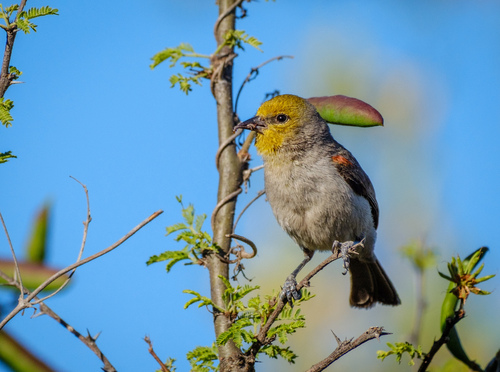 Verdin