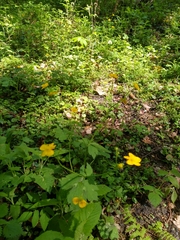 Ranunculus lanuginosus