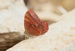 Abisara
