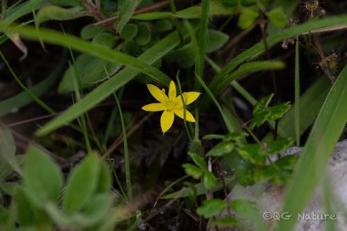 Hypoxis aurea (Hypoxis aurea)