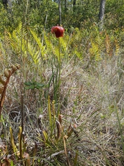 Sarracenia rubra