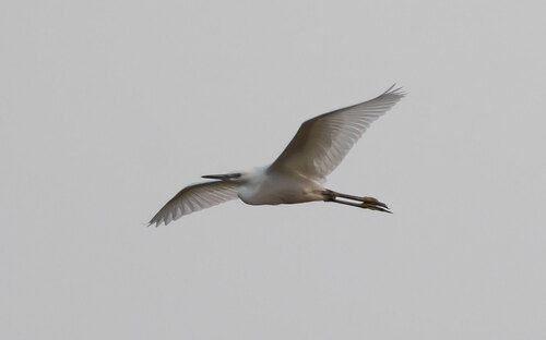 iNaturalist image
