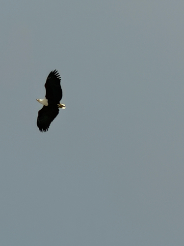 iNaturalist image