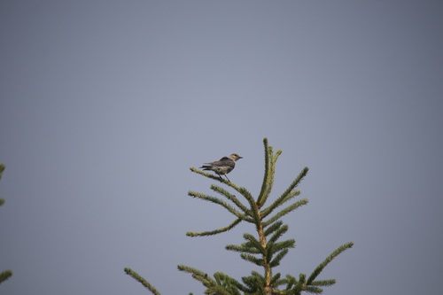 Mountain Bluebird