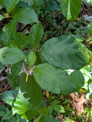 Solanum subinerme