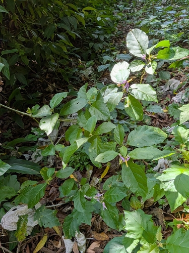 Solanum subinerme, photograph 2