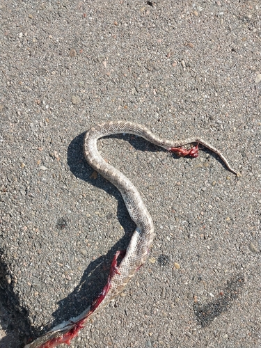 Glossy Snake