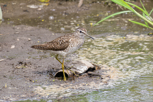 iNaturalist image