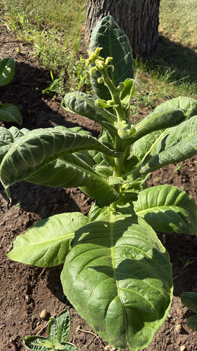 Cultivated tobacco