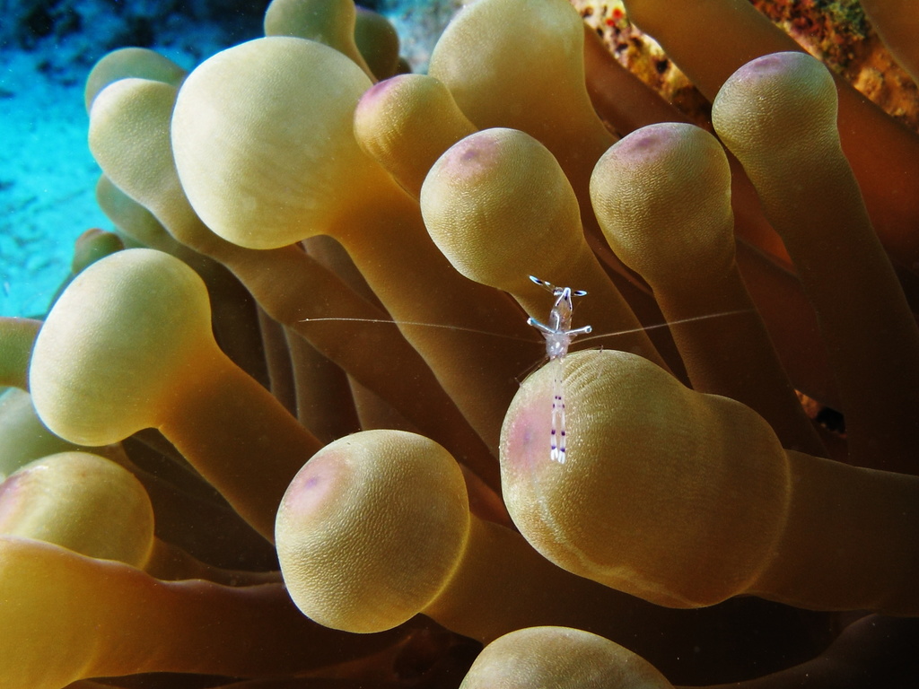 bulb tentacle sea anemone