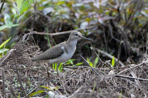 iNaturalist: (c) false_p, some rights reserved (CC BY-NC) iNaturalist image