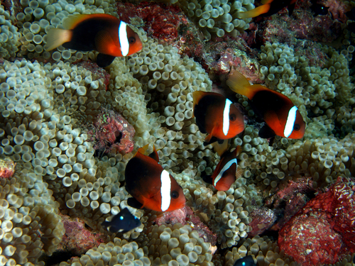 Bubble-tip Anemone, photo 3 of 10