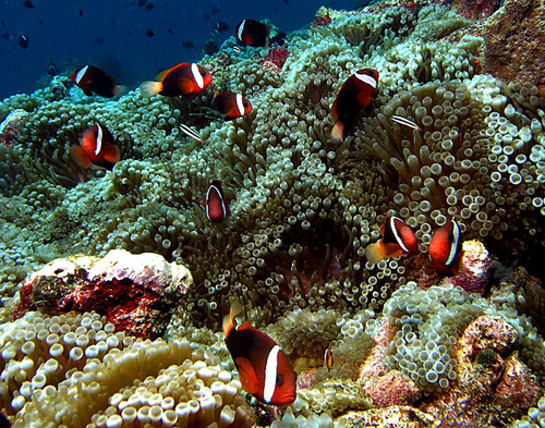 Bubble-tip Anemone, photo 4 of 10