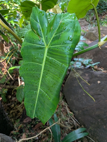 Foto de Guaimbé