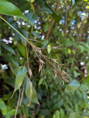 Olyra latifolia