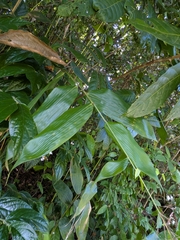 Olyra latifolia, photograph (c) Guillaume Delaitre, some rights reserved (CC BY)