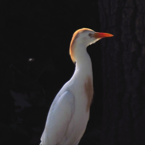 iNaturalist: (c) danial, some rights reserved (CC BY-NC), uploaded by danial iNaturalist image