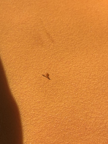 Common American Thief Ant