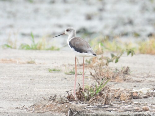 iNaturalist image