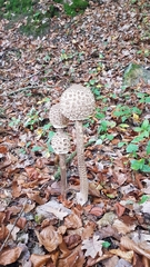 Macrolepiota procera