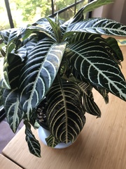 Aphelandra squarrosa