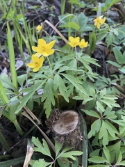 Anemonoides ranunculoides