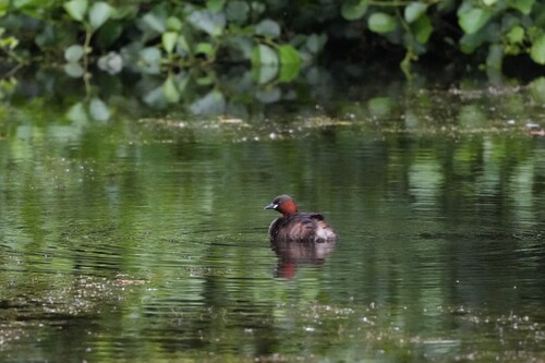 iNaturalist image