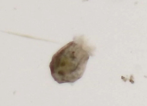 角突臂尾轮虫