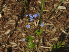 Brunnera