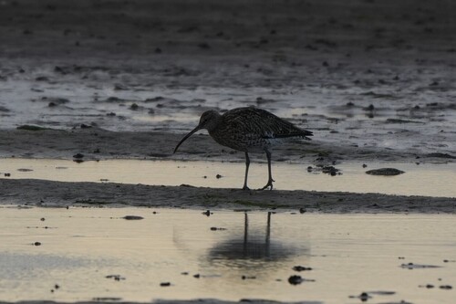 iNaturalist image