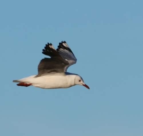 iNaturalist image