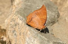 Charaxes