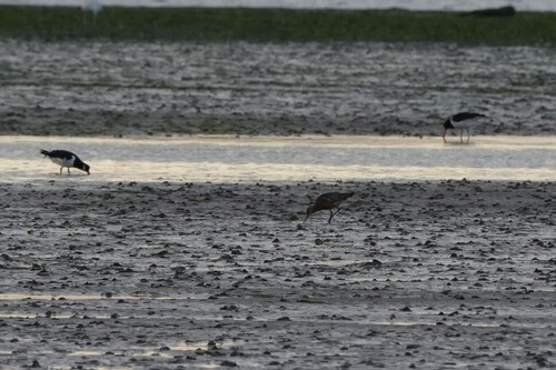 iNaturalist image