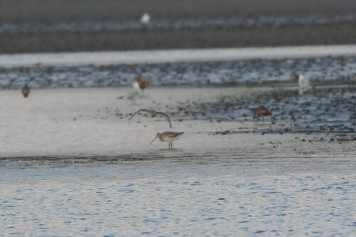 iNaturalist image