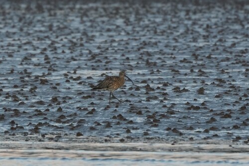 iNaturalist image