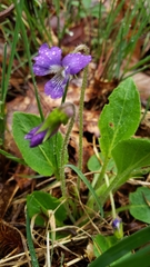 Viola fimbriatula