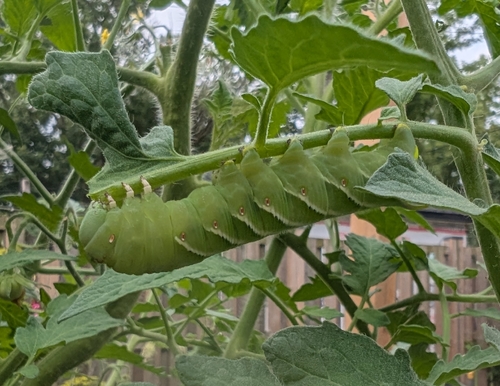 Manduca