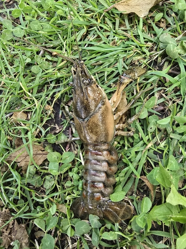 Spinycheek Crayfish