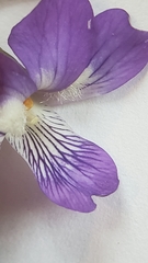 Viola fimbriatula