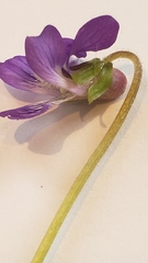 Viola fimbriatula