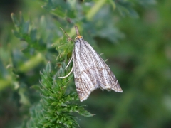 Thisanotia chrysonuchella