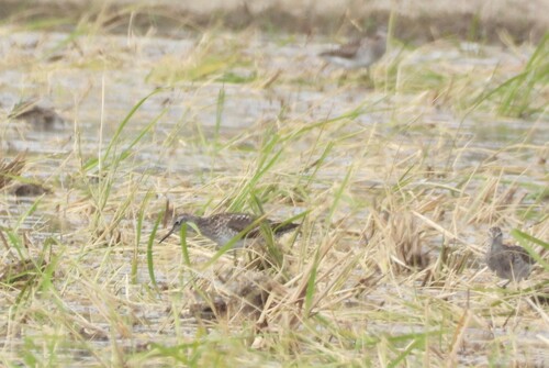 iNaturalist: (c) garlice99, some rights reserved (CC BY-NC), uploaded by garlice99 iNaturalist image