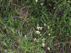 Viola etrusca
