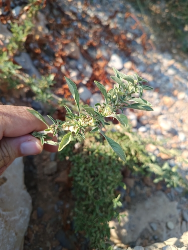 procumbent pigweed