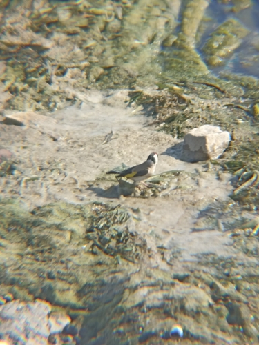 European Goldfinch