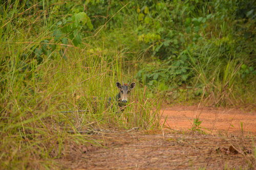 Cephalophus silvicultor longiceps