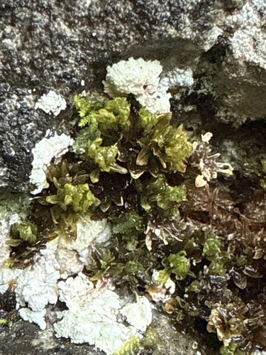 Encalypta procera observed 2026-07-22