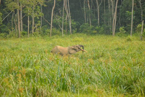 Forest Elephant