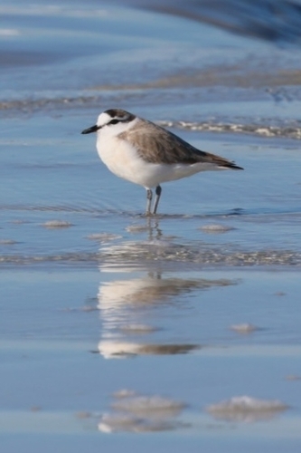 iNaturalist image